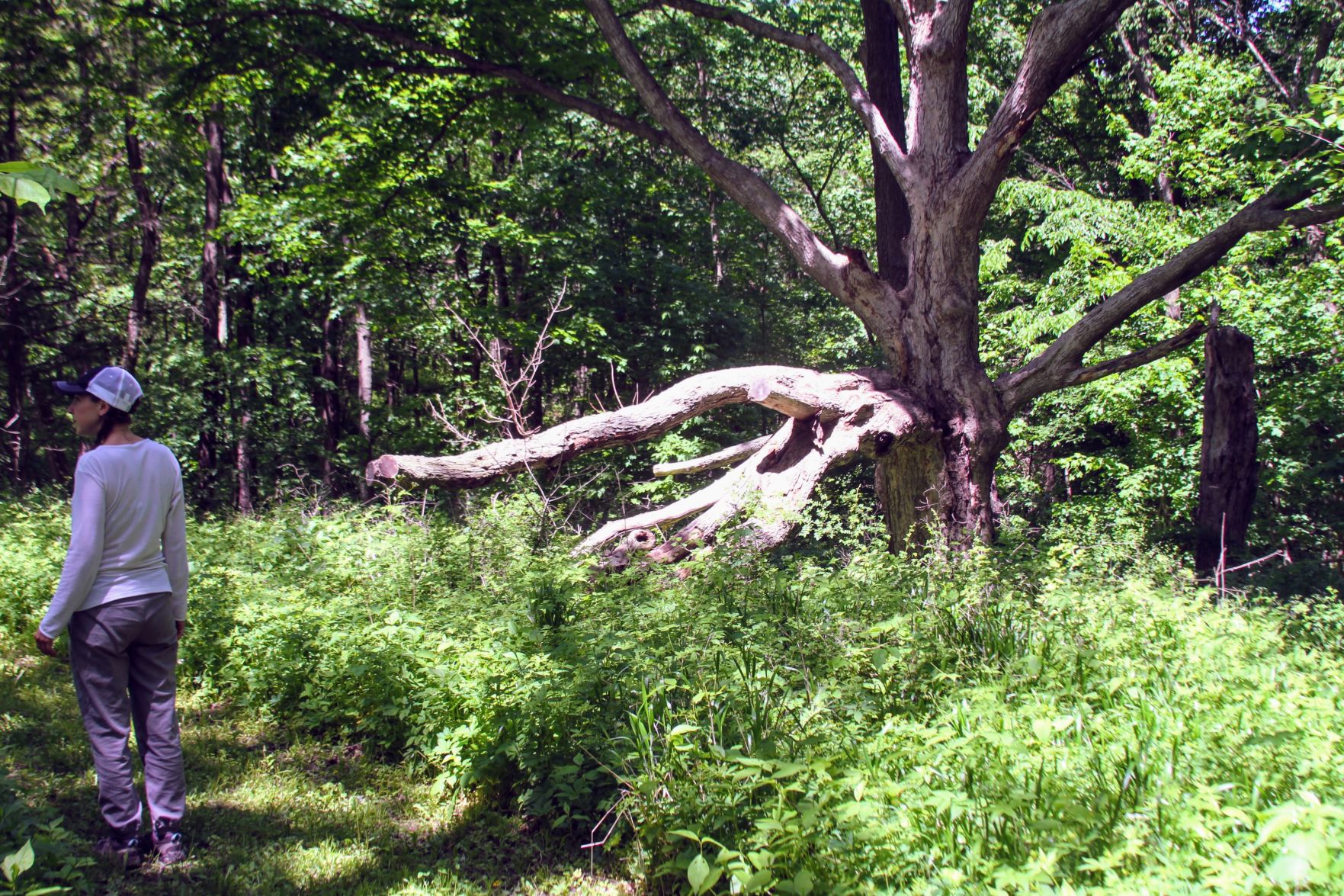 Sugar maple